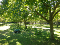 Trickett's Grove New Zealand Walnut Orchard